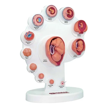 4D Анатомическая модел на развитие на човешкия ембрион, модул за Обучение орган на растежа на плода Alpinia, Събрани играчки