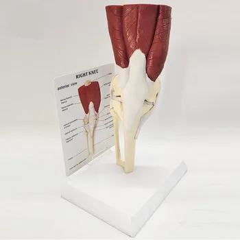 Анатомическая модел на коляното на човек в естествен размер с мускулите, связками, кости, виртуален скелет, мениском, медицинско проучване демонстрационно оборудване