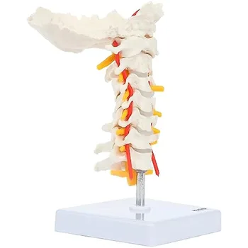 Анатомическая модел на шийния прешлен човек с Спинномозговыми Нерви и артериями, Детализированными Костными насоки, включително затылочную кост