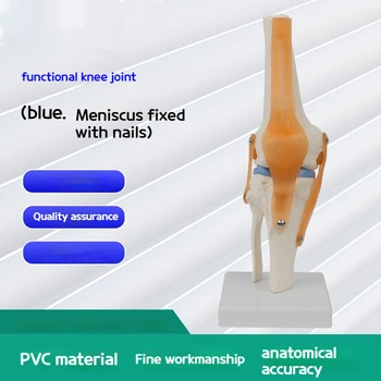 Анатомия на човека от PVC, Функционален модел на костите на колянната става, гъвкав модел на колянната става с связками, медицински учебни помагала