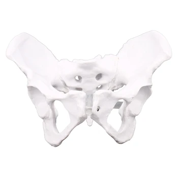 Женската анатомия на Таза Скелет на таза Анатомическая анатомия на гърлото скулптура на черепа на Главата модел тялото