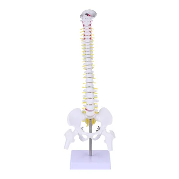 Манекен в цял ръст, модел на гръбначния мозък, базовият модел на манекен, модел възрастни, модел на гръбначния стълб, гъвкав модел на гръбначния стълб.