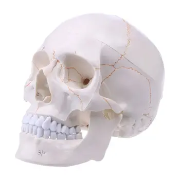 Модел на човешкия череп J6PA в реален размер, Анатомический медицински модул за обучение скелет за Зво