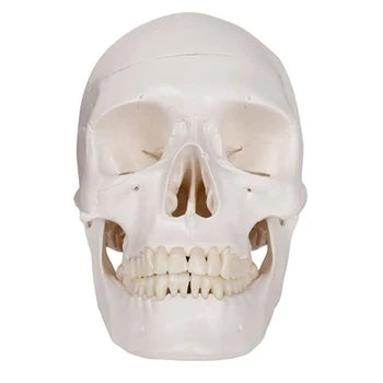 Модел на човешкия Череп, Анатомия В Пълен Размер Анатомическая Модел Възрастен Човек Със Свалящ се капак И тази на черепа е Сочлененной Долната Челюст