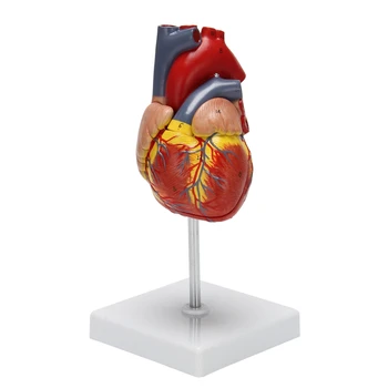 Моделът на човешкото сърце е 1: 1, анатомично точно модел сърцето Анатомия на човешкия скелет в реален размер За проучване в класа на природните